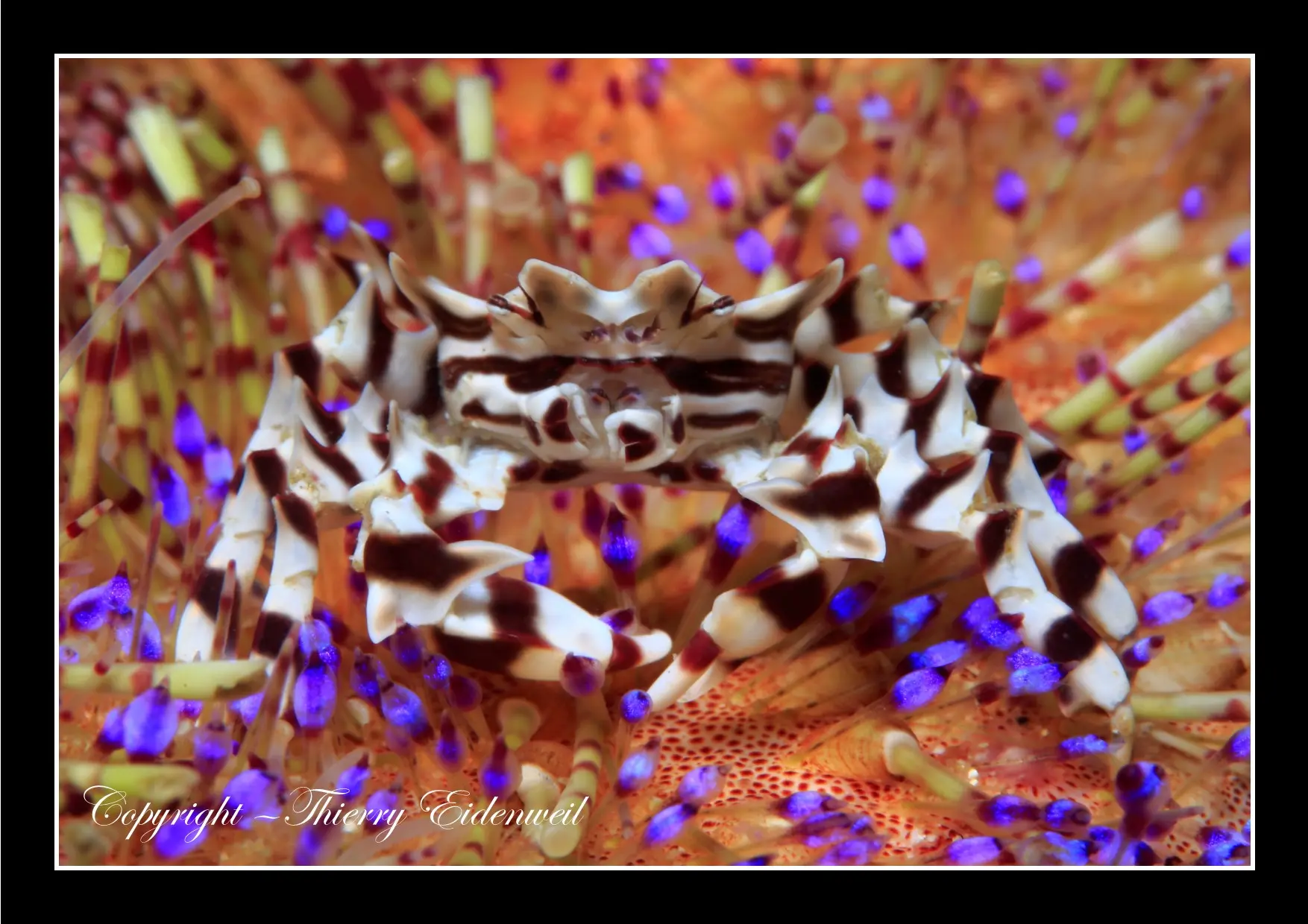 Anilao Macro Dive Media Highlight